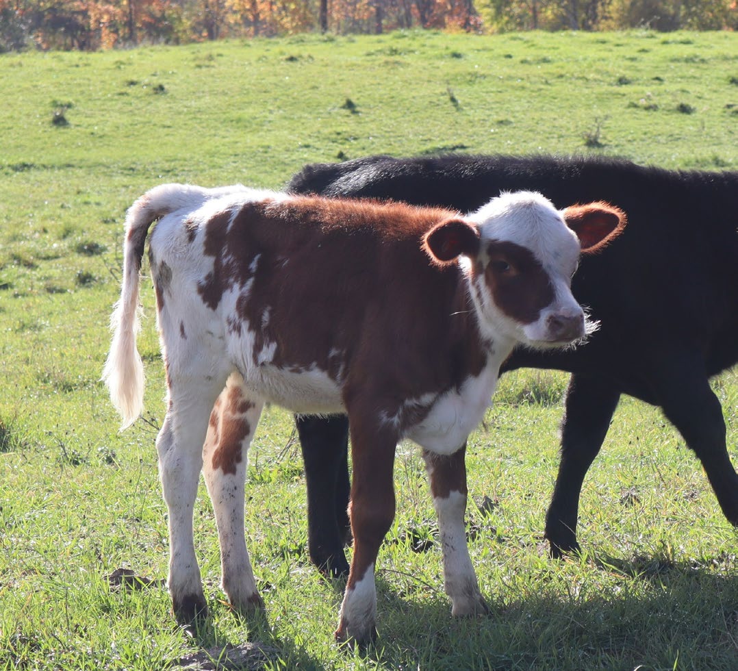 A calf standing in a field